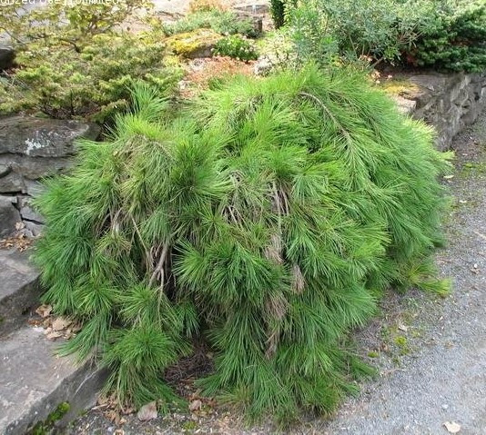 Сосна густоквіткова Pendula 2 річна 40-45см, Сосна густоцветковая Пендула, Pinus densiflora Pendula - фото 8 - id-p1749217051