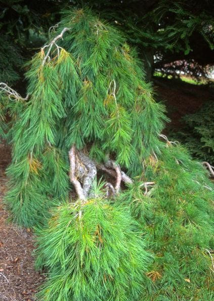 Сосна густоквіткова Pendula 2 річна 40-45см, Сосна густоцветковая Пендула, Pinus densiflora Pendula - фото 3 - id-p1749217051