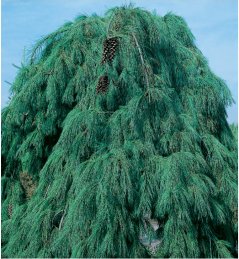 Сосна густоквіткова Pendula 3 річна 60-70см, Сосна густоцветковая Пендула, Pinus densiflora Pendula