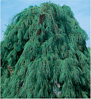 Сосна густоквіткова Pendula 2 річна 40-45см, Сосна густоцветковая Пендула, Pinus densiflora Pendula