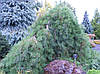 Сосна густоквіткова Pendula 3 річна 60-70см, Сосна густоцветковая Пендула, Pinus densiflora Pendula, фото 5
