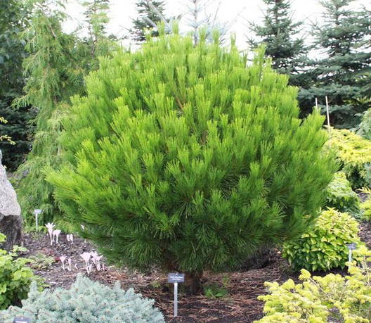 Сосна густоквіткова Globosa 2 річна, Сосна густоцветковая Глобоза, Pinus densiflora Globosa, фото 1