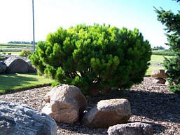 Сосна густоквіткова Globosa 2 річна, Сосна густоцветковая Глобоза, Pinus densiflora Globosa, фото 2