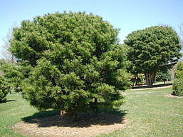 Сосна густоквіткова Globosa 2 річна, Сосна густоцветковая Глобоза, Pinus densiflora Globosa, фото 3