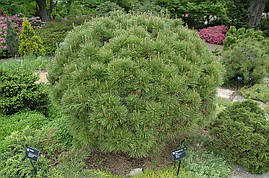 Сосна густоквіткова Globosa 2 річна, Сосна густоцветковая Глобоза, Pinus densiflora Globosa, фото 3