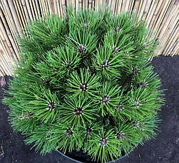 Сосна чорна Globosa 2 річна, Сосна черная Глобоза, Pinus nigra Globosa, фото 6