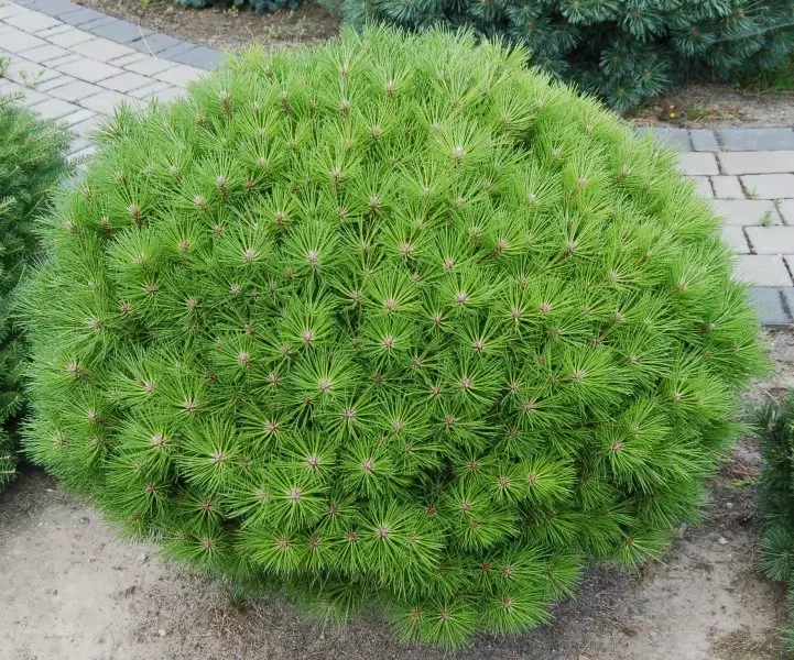 Сосна чорна Globosa 3 річна, Сосна черная Глобоза, Pinus nigra Globosa