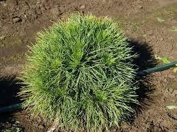Сосна чорна Globosa 2 річна, Сосна черная Глобоза, Pinus nigra Globosa, фото 3