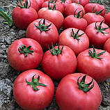Сім-Сім F1 (250 нас.) насіння томату Libra Seeds, фото 3