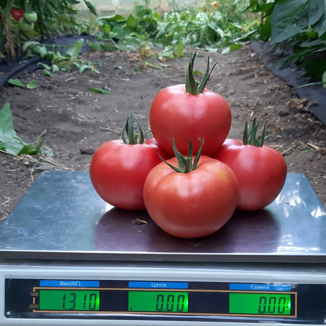 Сім-Сім F1 (250 нас.) насіння томату Libra Seeds