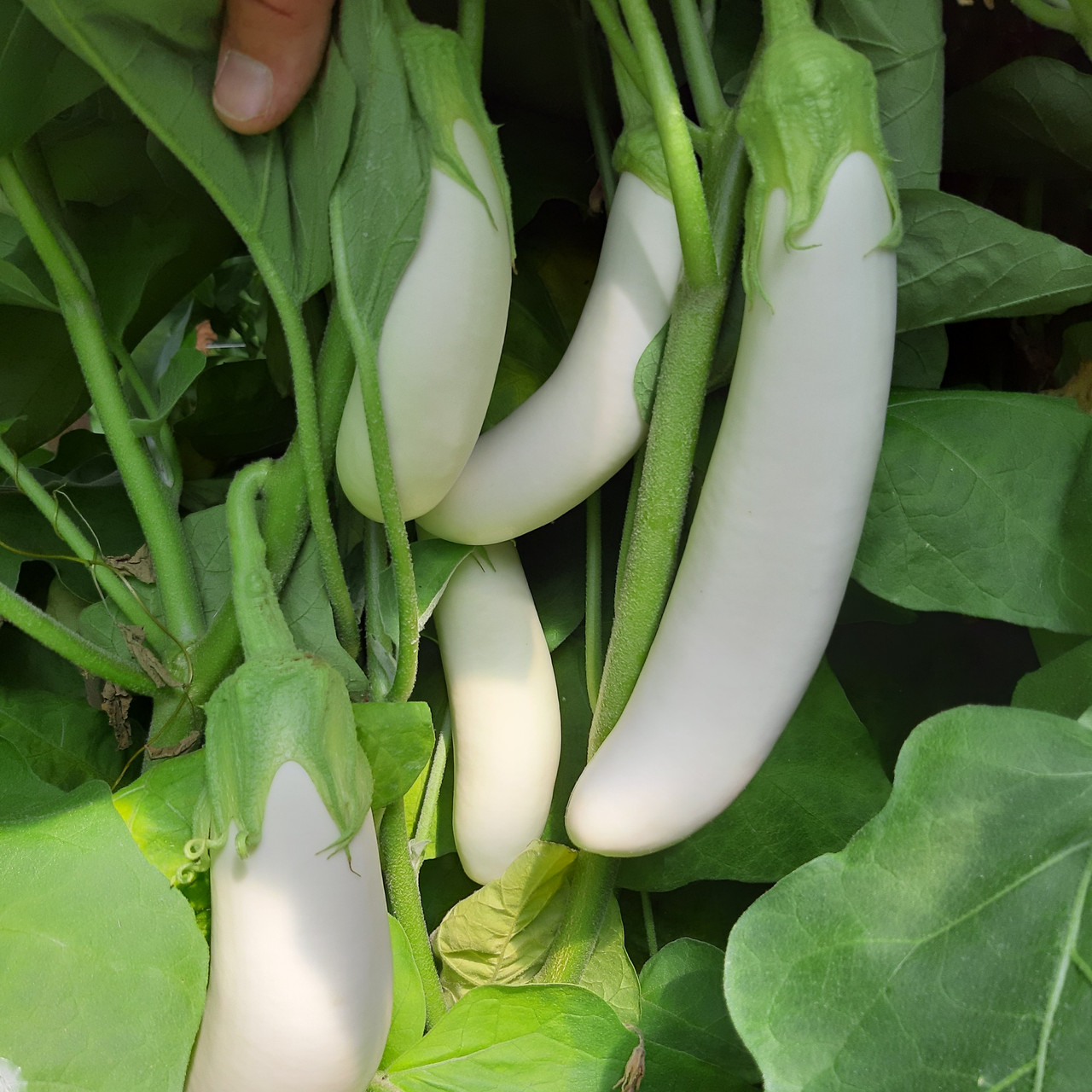 Мобі Дік F1 насіння баклажану (1000 нас.) Libra Seeds