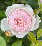 Троянда Madame Figaro (Мадам Фігаро), фото 2