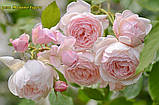 Троянда Madame Figaro (Мадам Фігаро), фото 4