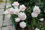 Троянда Madame Figaro (Мадам Фігаро), фото 3