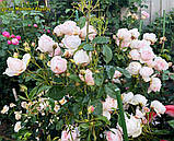 Троянда Madame Figaro (Мадам Фігаро), фото 5