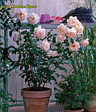 Троянда Madame Figaro (Мадам Фігаро), фото 6