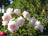 Троянда Madame Figaro (Мадам Фігаро), фото 7