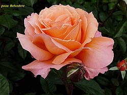 Троянда Belvedere (Бельведер)