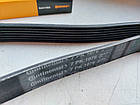 Ремінь генератора на Fiat Ducato 244 (2002-2006) 2.3JTD, 500388408, фото 3