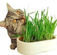 Набір для вирощування трави для котиків, Україна.