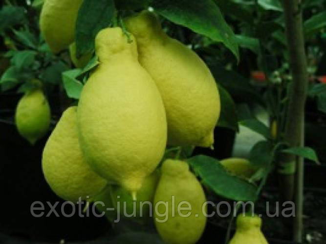 Лимон Лунарио (Citrus Limon Lunario) 30-35 см. Комнатный - фото 4 - id-p1749455793