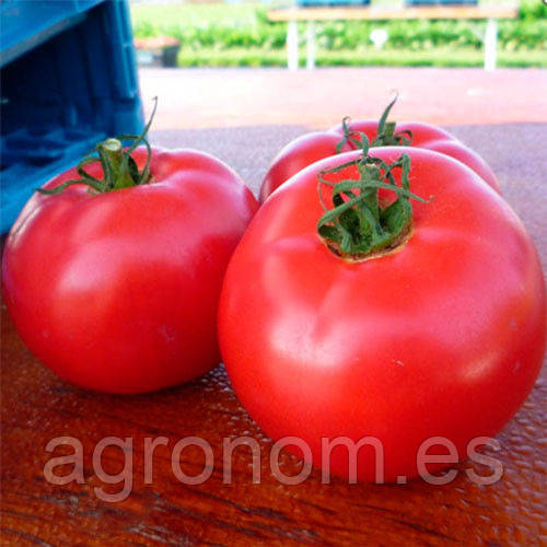 Насіння томат Афені F1 250 насінин Clause Seeds