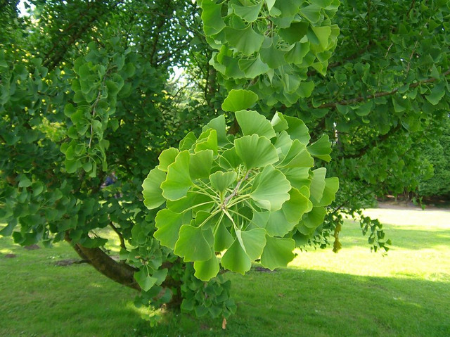 дерево Gingko biloba