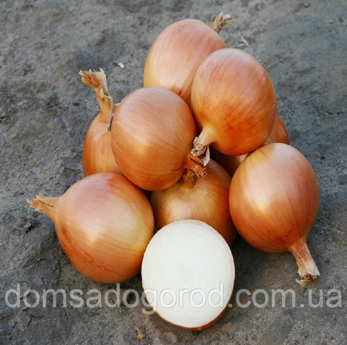 Цибуля ріпчаста УНІВЕРСО F1 Nunhems 100000 шт