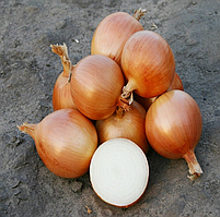 Цибуля ріпчаста УНІВЕРСО F1 Nunhems 100000 шт