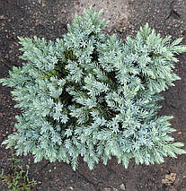 Ялівець Блю Стар / d 25-35 / Juniperus squamata Blue Star, фото 3