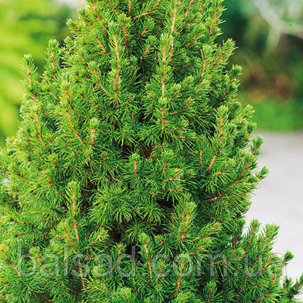 Ялина канадська Коніка Десембер / С3 / Picea Conica December, фото 2