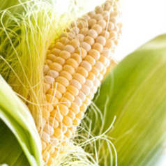 Насіння кукурудзи Бондюелька  F1, 1 кг — рання цукрова кукурудза, суперсолодка