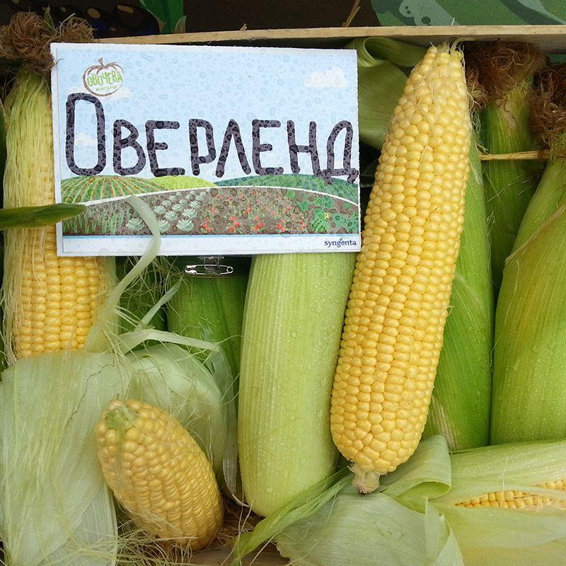 Насіння кукурудзи Оверленд F1 (Syngenta), 500 г — середньостигла (85 днів), цукрова