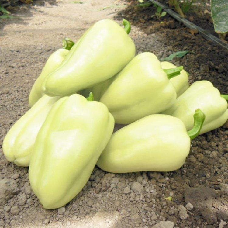 Хаски F1, 500 насінин - перець солодкий, Enza Zaden