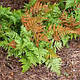 ВІЧНОЗЕЛЕНА ПАПОРОТЬ ЩИТОВНИК ЧЕРВОНОРУСОВИЙ «Dryopteris erythrosora» (дорослий кущ у технологіч. горщику), фото 4