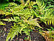 ВІЧНОЗЕЛЕНА ПАПОРОТЬ ЩИТОВНИК ЧЕРВОНОРУСОВИЙ «Dryopteris erythrosora» (дорослий кущ у технологіч. горщику), фото 8