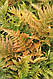 ВІЧНОЗЕЛЕНА ПАПОРОТЬ ЩИТОВНИК ЧЕРВОНОРУСОВИЙ «Dryopteris erythrosora» (дорослий кущ у технологіч. горщику), фото 11