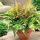 ВІЧНОЗЕЛЕНА ПАПОРОТЬ ЩИТОВНИК ЧЕРВОНОРУСОВИЙ «Dryopteris erythrosora» (дорослий кущ у технологіч. горщику), фото 9