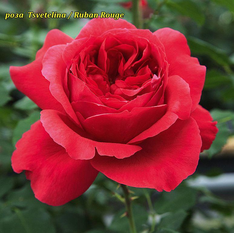 Троянда Tsvetelina, Ruban Rouge (Цветеліна)