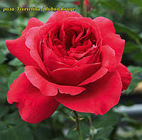 Роза Tsvetelina / Ruban Rouge (Цветелина)