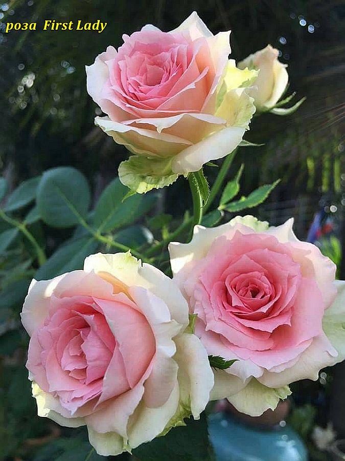 Троянда First Lady (Перша Леді), фото 1