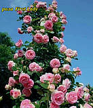 Троянда First Lady (Перша Леді), фото 5