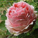 Троянда First Lady (Перша Леді), фото 4