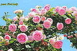 Троянда First Lady (Перша Леді), фото 8