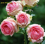 Троянда First Lady (Перша Леді), фото 3