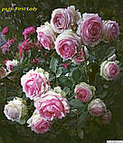 Троянда First Lady (Перша Леді), фото 7