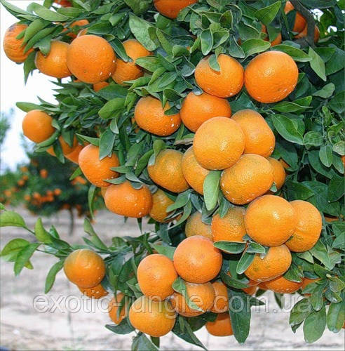 Клементин Нова (Citrus clementina Nova) 65-70 см. Кімнатний