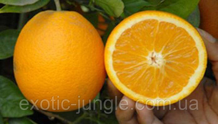 Апельсин Лайн Лате (Citrus sinensis Lane Late) 55-60 см. Комнатный - фото 2 - id-p1751024949