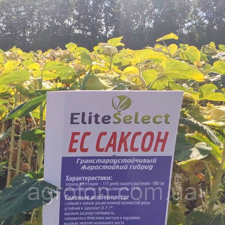 Насіння Соняшнику "Саксон" Стандарт Плюс Під ГРАНСТАР/СУМО Еліта Селект