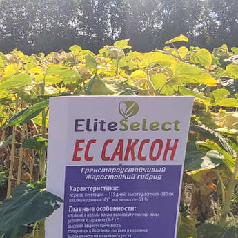 Насіння Соняшнику "Саксон" Стандарт Плюс Під ГРАНСТАР/СУМО Еліта Селект